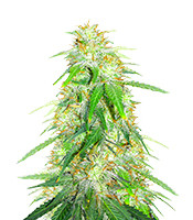 Gelato Glue Autoflower feminized seeds for sale Gelato Glue Autoflower (EGS)