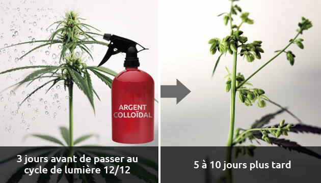 pulvériser la plante