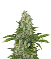Do-Si-Dos OG feminized seeds for sale Do-Si-Dos OG (Original Sensible Seeds)