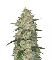 Buy Original Auto White Widow feminized seeds by Fast Buds Original Auto White Widow (FastBuds)