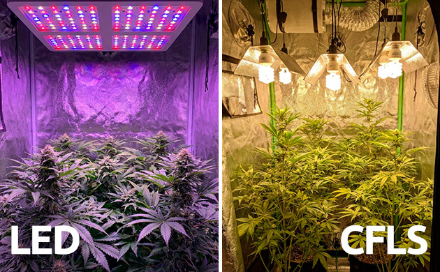 Lamp-cannabis-LEDs or CFLS micro growing