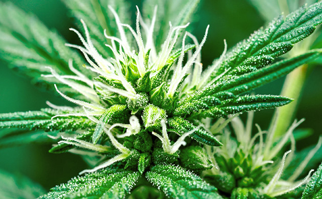 How does a hermie plant look like
