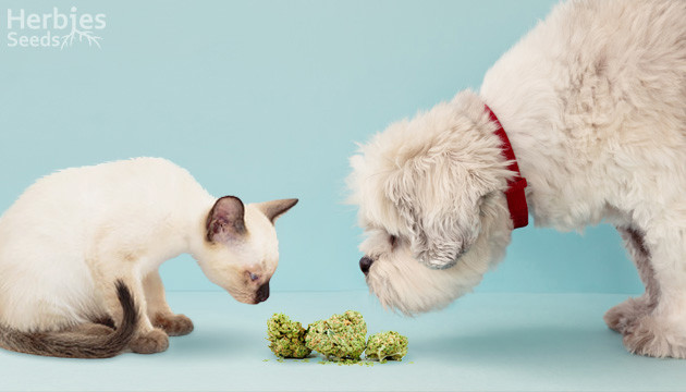 Efecto de la marihuana en gatos y perros