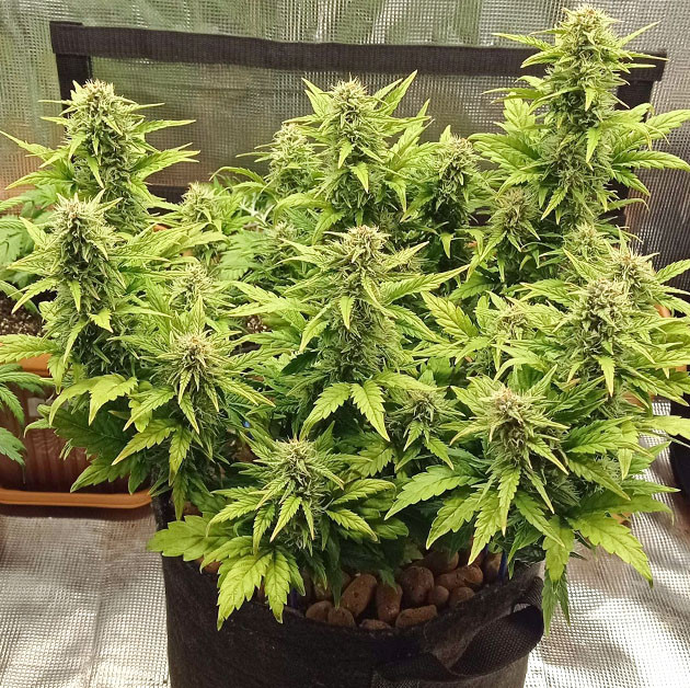 AK 47 grow info