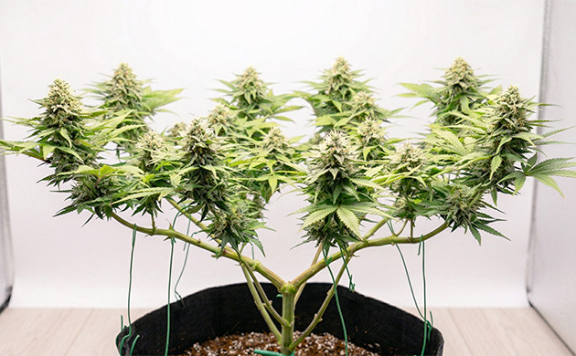 Proper Training Techniques