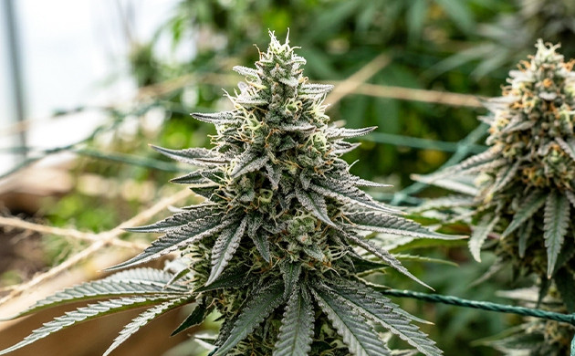 flowering light cycle interrupted