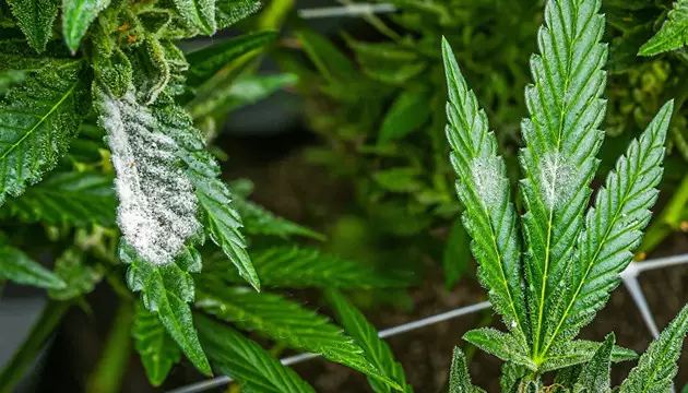 marijuana plant diseases