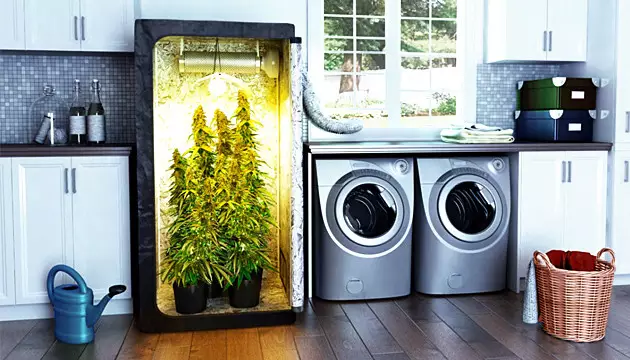 growing weed indoors