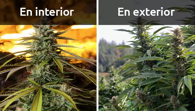 cuantos gramos tiene una planta de maria 