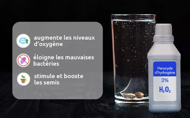 avantages du peroxyde d'hydrogène pour la germination des graines