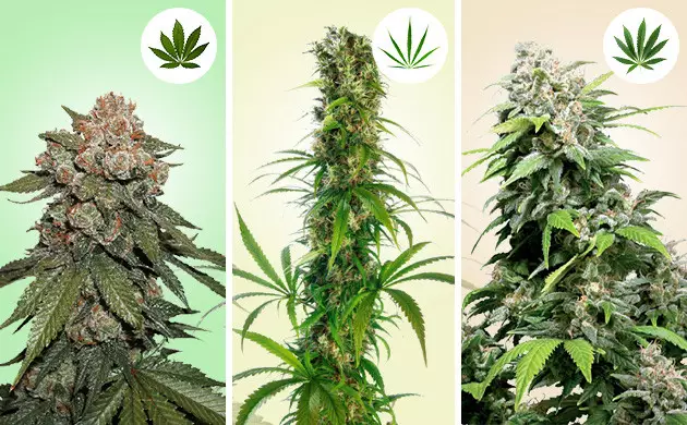 Place de la génétique dans la culture de cannabis