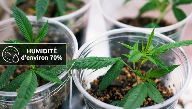 humidité élevée pendant la floraison