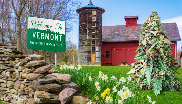 marijuana seeds in Vermont