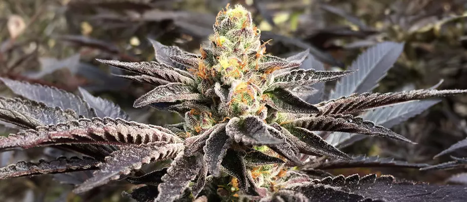 girl scout cookies strain yield