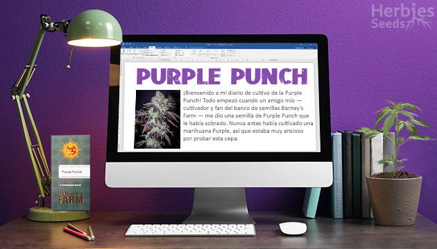 Purple Punch de Barney's Farm