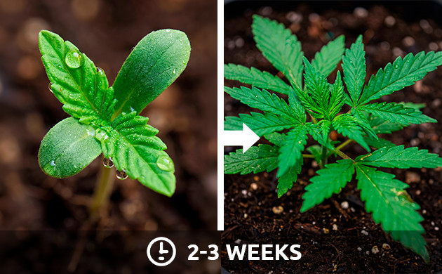 ตารางแสงสำหรับต้นกล้ากัญชาช่วงแสง indoor cannabis light schedule