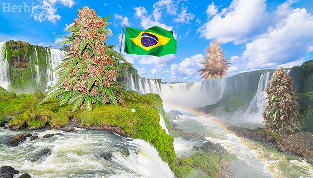sementes de cannabis para o Brasil