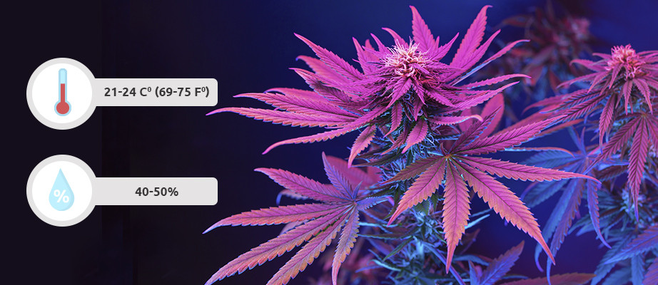 recommended temperature and humidity for growing feminized marijuana