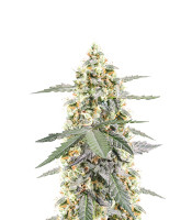Sour Diesel Autoflower feminized seeds for sale Sour Diesel Autoflower (Seedkeepers)