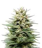 Super Lemon Haze CBD (Green House Seeds)