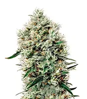 White Rhino (Green House Seeds)
