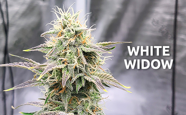 White Widow easy to grow weed strain