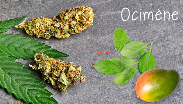 Ocimène – Fruité et herbacé
