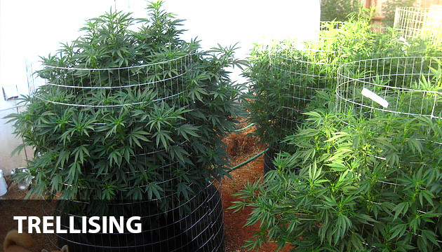 how to grow bigger buds outdoors