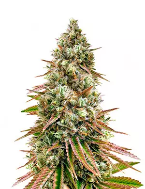 Bruce Banner