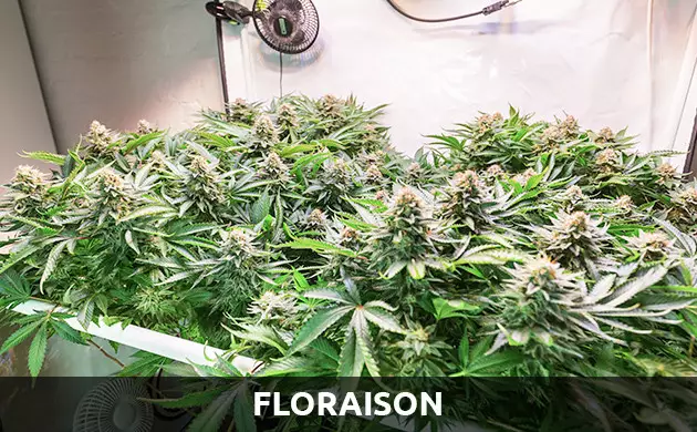 floraison cannabis autofloraison