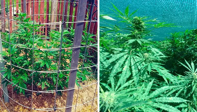 Protege tu marihuana exterior