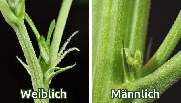 Männlich Vs. Weibliches Cannabis