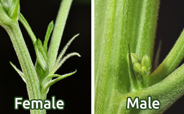 Male Vs Female Cannabis How To Identify The Sex Of Your Plant Herbies