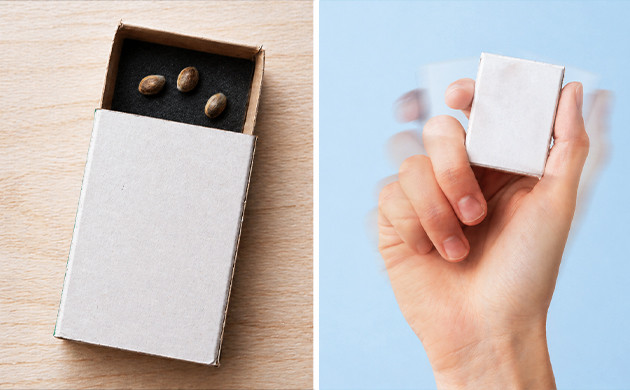 old cannabis seeds scarification