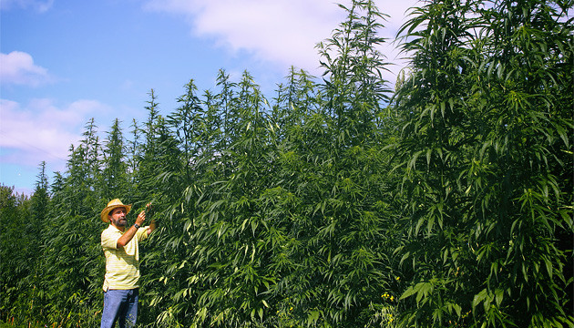 que necesitas para comenzar a cultivar marihuana