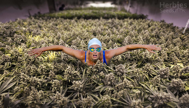 cannabis sog