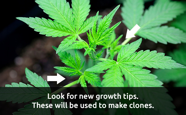 can you clone a clone