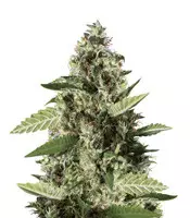 Bruce Banner #3 feminized seeds for sale by Blimburn Seeds Bruce Banner #3 (BlimBurn Seeds)