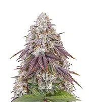 Persian Pie (Green House Seeds)