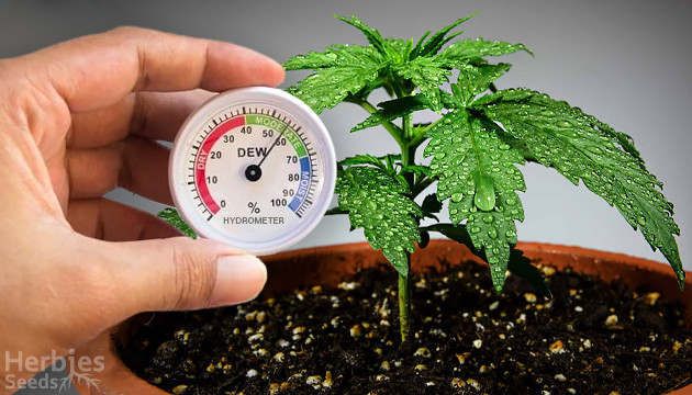 cannabis humidity