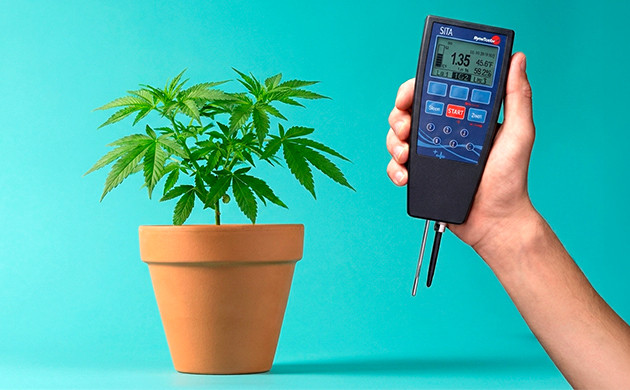 how often to water cannabis seedlings