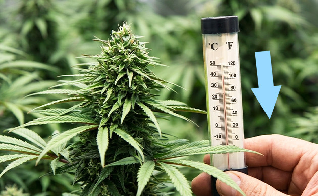 how can resin production be increased in a cannabis garden