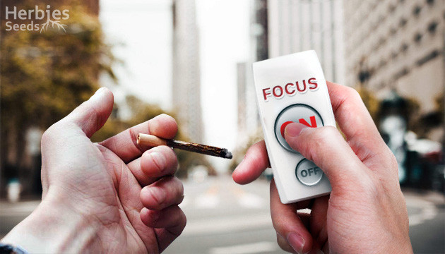 Best strains for focus