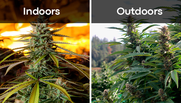 outdoor marijuana plant yield