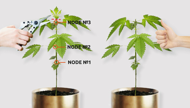 how to top a marijuana plant