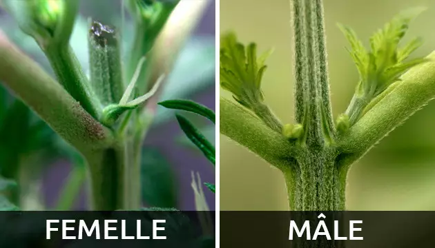 premiers signes de floraison