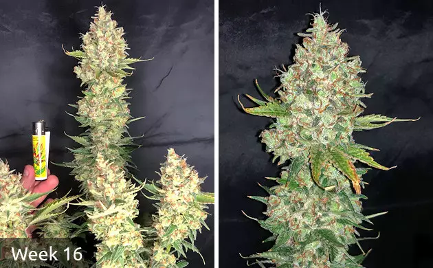 Do-Si-Dos before harvest