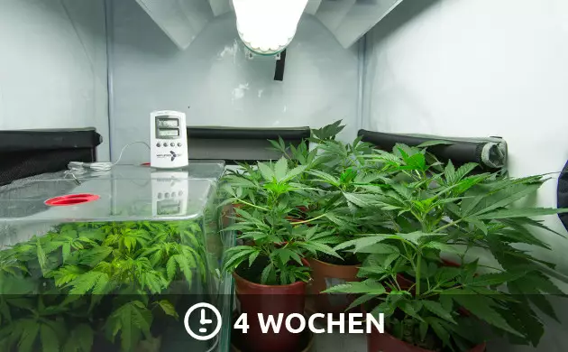 Lichtplan für Photoperioden im vegetativen Stadium Lichtplan für Cannabis-Sämlinge