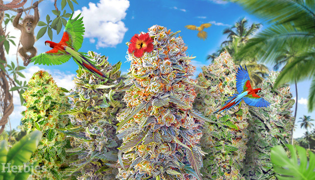 exotic cannabis strains