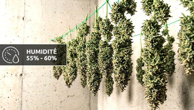 Séchage et séchage de l'humidité humidité idéale pour le cannabis